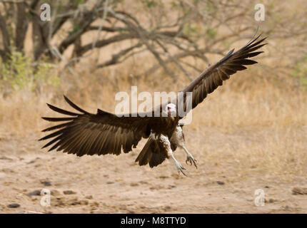 Kapgier, Hooded Vulture, Necrosyrtes monachus Stockfoto