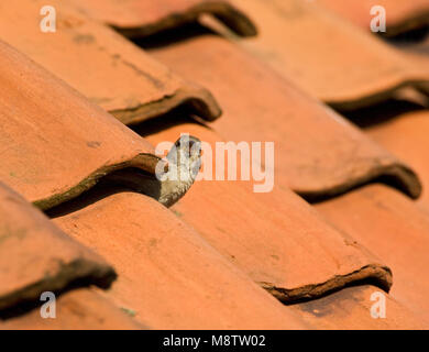Huismus, House Sparrow, Passer domesticus Stockfoto