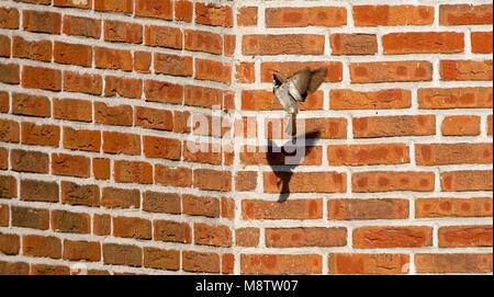 Huismus, House Sparrow, Passer domesticus Stockfoto