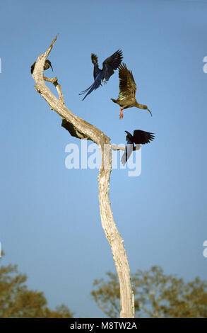 Hyazinthara kämpfen mit Plumbeous Ibis; Hyacinthara vechtend met Grijze Ibis Stockfoto