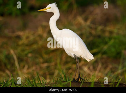 Middelste Zilverreiger, Mittelstufe Egret Stockfoto