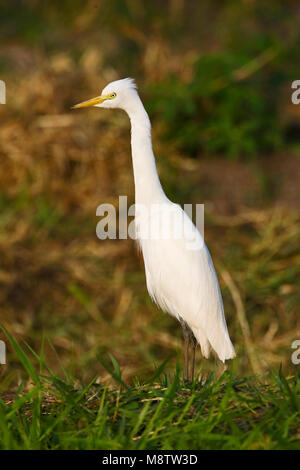 Middelste Zilverreiger staand; Intermediate Reiher stehend Stockfoto