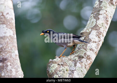 Junglemaina zittend in een Boom; Dschungel Myna in einem Baum gehockt Stockfoto