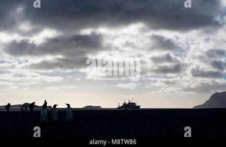 Koningspinguïn Salisbury Plain Zuid Georgia; Königspinguin Salisbury Plain Südgeorgien Stockfoto