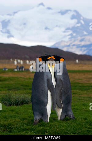 Koningspinguïn Salisbury Plain Zuid Georgia; Königspinguin Salisbury Plain Südgeorgien Stockfoto