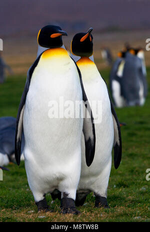 Koningspinguïn Salisbury Plain Zuid Georgia; Königspinguin Salisbury Plain Südgeorgien Stockfoto