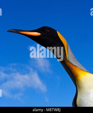 Koningspinguïn Salisbury Plain Zuid Georgia; Königspinguin Salisbury Plain Südgeorgien Stockfoto