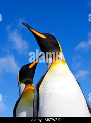 Koningspinguïn Salisbury Plain Zuid Georgia; Königspinguin Salisbury Plain Südgeorgien Stockfoto