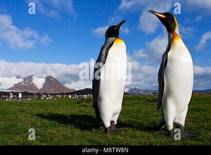 Koningspinguïn Salisbury Plain Zuid Georgia; Königspinguin Salisbury Plain Südgeorgien Stockfoto