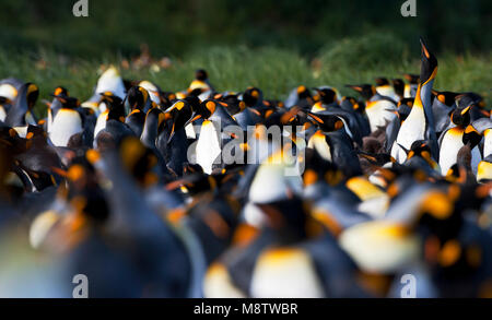 Koningspinguïn Salisbury Plain Zuid Georgia; Königspinguin Salisbury Plain Südgeorgien Stockfoto