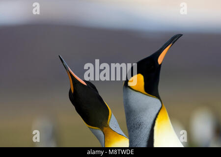 Koningspinguin; König Penguin Stockfoto