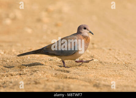 Palmtortel, Lachen Taube, Streptopelia senegalensis Stockfoto