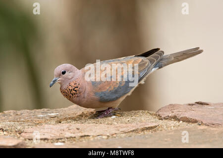 Palmtortel, Lachen Taube, Streptopelia senegalensis Stockfoto