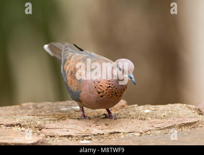 Palmtortel, Lachen Taube, Streptopelia senegalensis Stockfoto