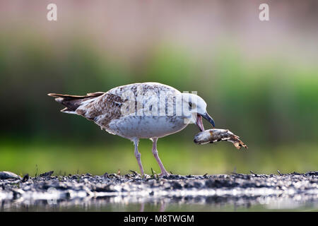 Pontische Meeuw, Caspian Gull, Larus cachinnans Stockfoto