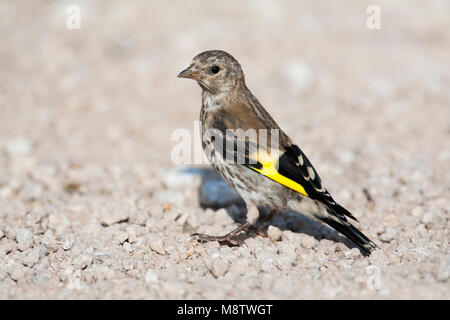 Onvolwassen Putter; unreif Europäischen Goldfinch Stockfoto