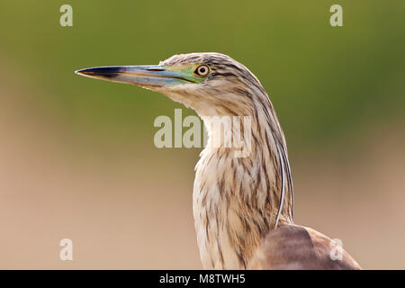 Squacco Heron in Ungarn Stockfoto