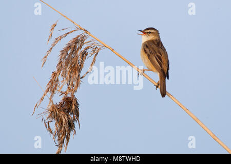 Rietzanger; Schilfrohrsänger (Acrocephalus schoenobaenus) Stockfoto