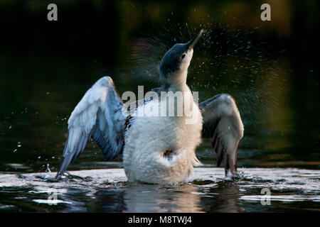 Roodkeelduiker, Red-throated Loon, Gavia Stellata Stockfoto