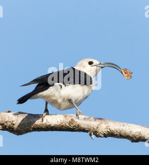 Sikkelvanga; Sichel-billed Vanga (Falculea palliata), einer der größten Der vanga Arten und endemisch auf Madagaskar Stockfoto