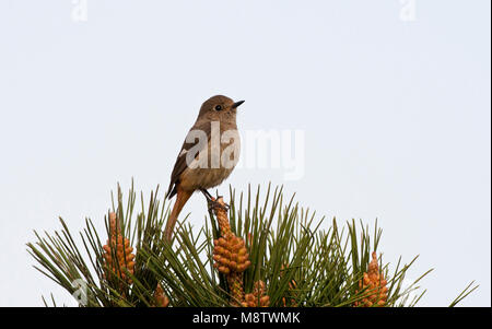 Spiegelroodstaart, redstart Phoenicurus auroreus Daurian, Stockfoto