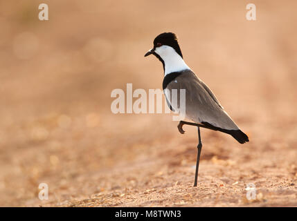 Sporenkievit, Sporn - winged Plover, Vanellus spinosus Stockfoto