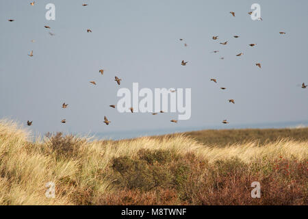 Groep doortrek Spreeuwen op de zeereep Van Katwijk; Herde von Starling Migration über die Dünen von Katwijk, Niederlande Stockfoto