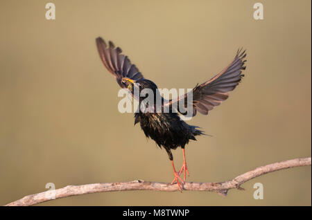 Opvliegende Spreeuw met prooien naar zijn Nest; Starling flying off Stockfoto