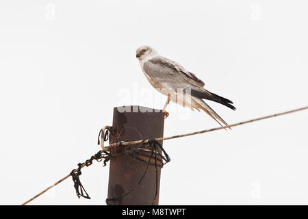 Steppekiekendief op doortrek in Israel; Männliche blassen Harrier (Circus macrourus) während der Migration in Israel. Stockfoto