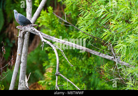 Trocazduif; Trocaz Pigeon, Zucht Vogel der Lorbeerwälder auf Madeira Stockfoto