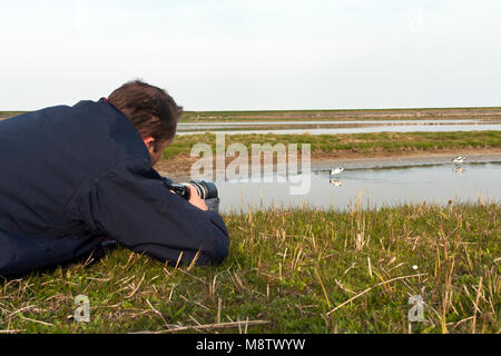 Vogelfotograaf bij het Wagenjot; Birdphotographer am Wagenjot, Texel (Niederlande) Stockfoto