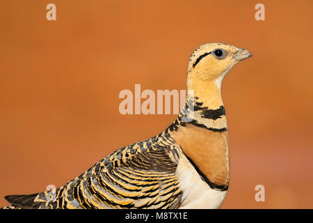 Pin-Sandgrouse in Steppen von Belchite, Spanien tailed Stockfoto