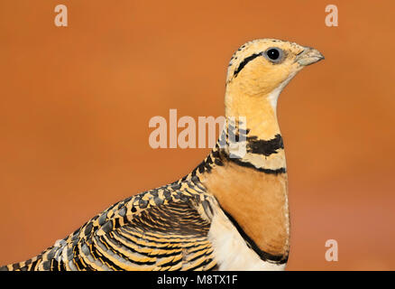 Pin-Sandgrouse in Steppen von Belchite, Spanien tailed Stockfoto