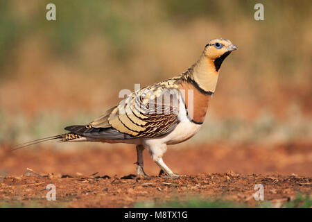 Pin-Sandgrouse in Steppen von Belchite, Spanien tailed Stockfoto
