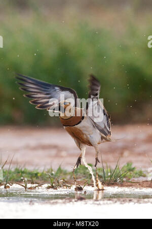 Pin-Sandgrouse in Steppen von Belchite, Spanien tailed Stockfoto
