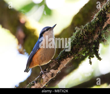 Zingende Witstaartboomklever; Gesang White-tailed Kleiber (Sitta himalayensis) Stockfoto