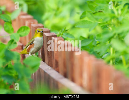 Roodflankbrilvogel, Kastanien umgebenen weißen Augen, Convolvulus erythropleurus Stockfoto