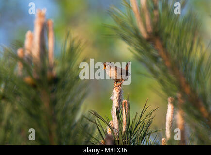 Winterkoning, Winter Wren, Troglodytes troglodytes Stockfoto