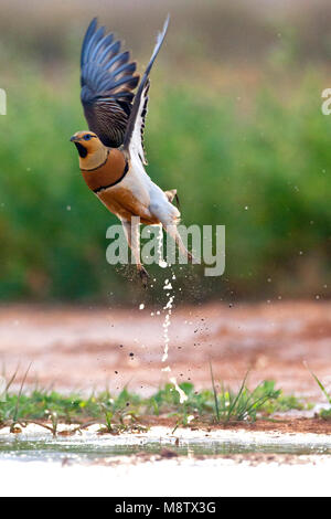Pin-Sandgrouse in Steppen von Belchite, Spanien tailed Stockfoto