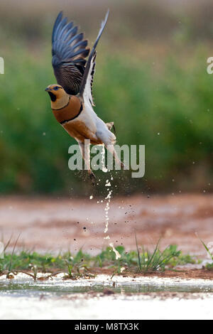 Pin-Sandgrouse in Steppen von Belchite, Spanien tailed Stockfoto