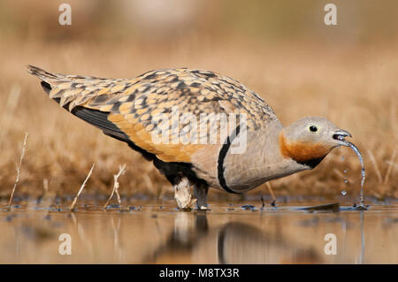 Mann Zwartbuikzandhoen drinkend Bij de drinkplaats;, männlich Black-bellied Sandgrouse (Pterocles alchata) trinken an ein Trinken pool Stockfoto