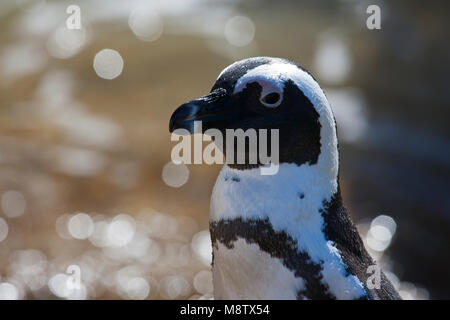 Portret van een volwassen Zwartvoetpinguïn; Nahaufnahme eines erwachsenen Jackass Pinguin Stockfoto