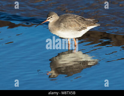 Zwarte Ruiter in winterkleed; beschmutzt Rotschenkel (Tringa erythropus) in winterplumage Stockfoto