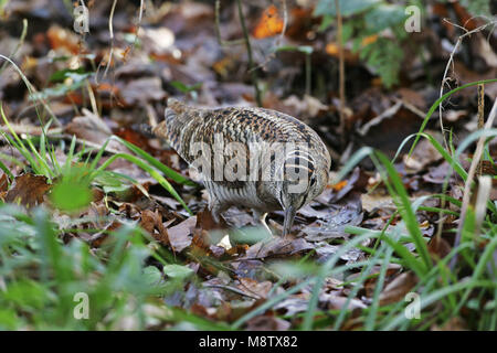 Eurasische waldschnepfe Scolopax rusticola Stockfoto