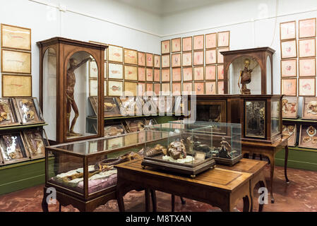 Florenz. Italien. Sammlung von 18. Jahrhundert anatomische Wachsmodelle bei La Specola, Museum für Zoologie und Naturgeschichte. Stockfoto