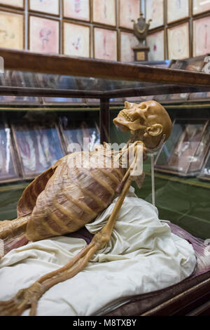 Florenz. Italien. Sammlung von 18. Jahrhundert anatomische Wachsmodelle bei La Specola, Museum für Zoologie und Naturgeschichte. Stockfoto