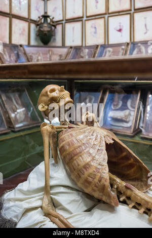Florenz. Italien. Sammlung von 18. Jahrhundert anatomische Wachsmodelle bei La Specola, Museum für Zoologie und Naturgeschichte. Stockfoto