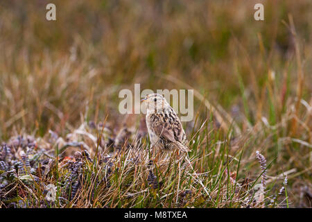 Falkland Gras wren Cistothorus platensis falklandicus unter Gräser Sea Lion Island Falkland Inseln Stockfoto