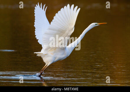 Opvliegende Grote Zilverreiger; Silberreiher unter Berücksichtigung von Stockfoto