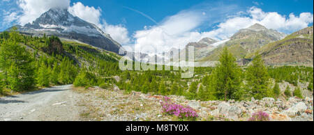 Im Sommer Aussicht auf das Urstromtal führt zu Gletschern von Zermatt. Wald, Wälder, Blumen auf dem wunderbaren Wanderweg. Die Erkundung der Schweiz. Stockfoto